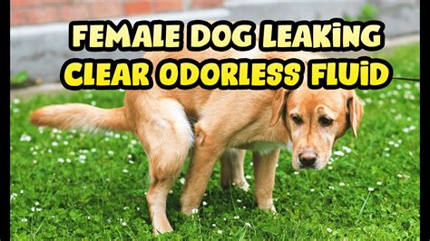 dog leaking fluid from bum|Clear Jelly Discharge From Dogs Anus